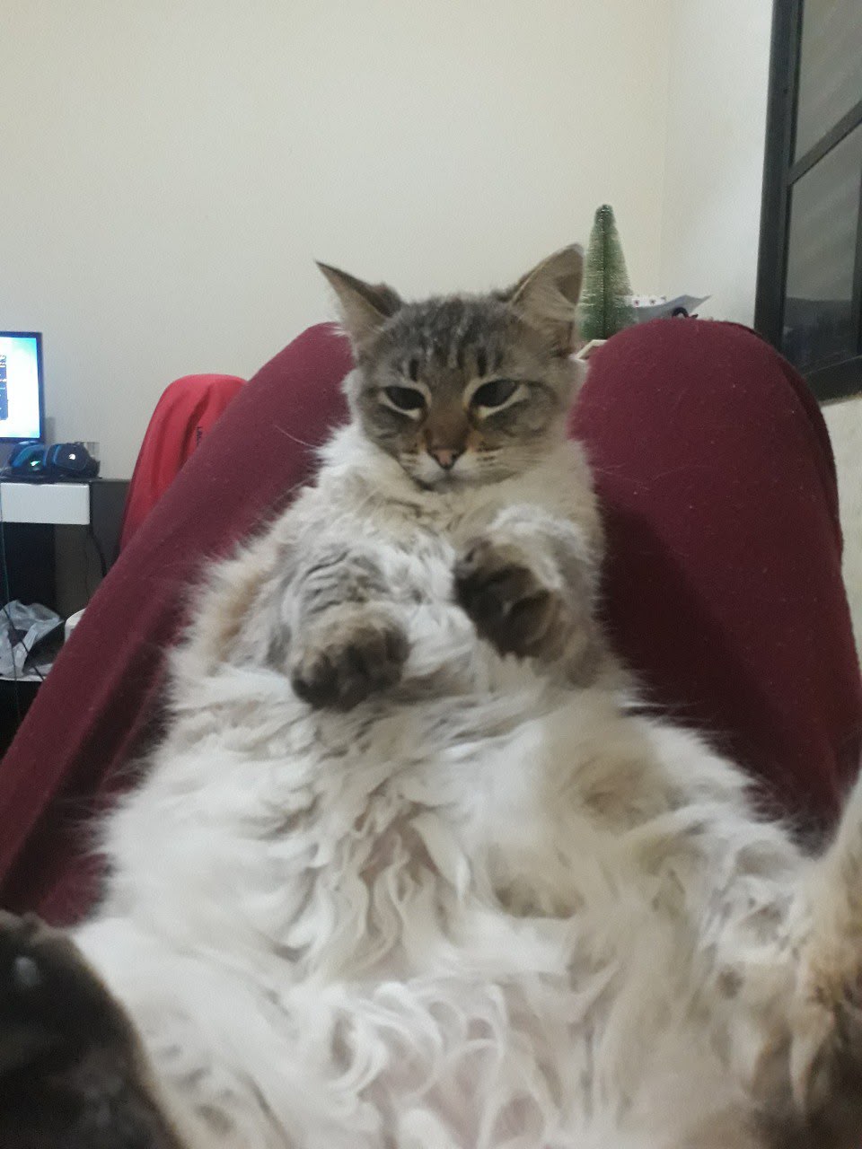 Mel, the studio's mascot cat